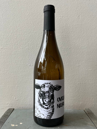 Ramon Jane, Ovella Negra (2021)